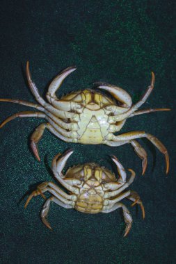 yeşil yengeç kabuk ters