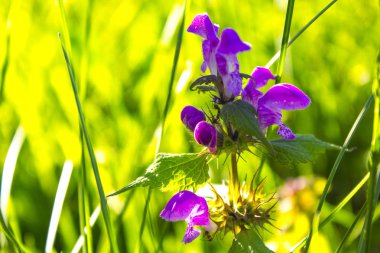 Bush pembe çiçek doğa