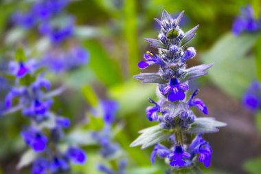 lavanta mor çiçek doğa