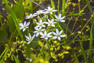 kardelen bahar bitki çiçek