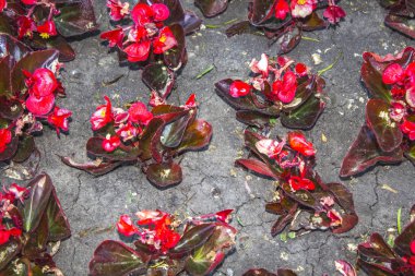 kırmızı çiçek bahçe bitki zemin