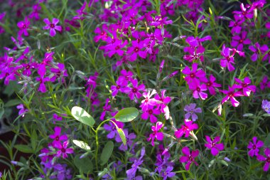 pembe çiçek bitki bahçesi