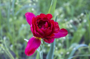 Pembe lale çiçek bitki