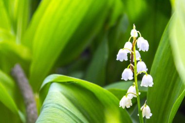Lily Vadisi çiçek olabilir