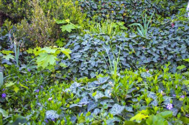 çim doğa orman arka plan