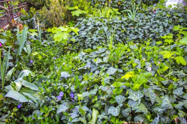 çim doğa orman arka plan