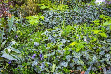 çim doğa orman arka plan