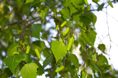 huş ağacı yaprakları bahar