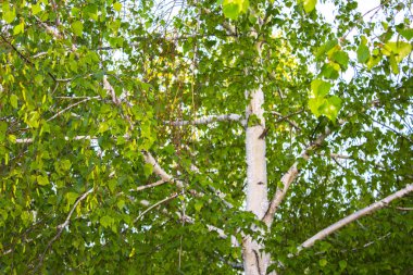 huş ağacı dalı bırakır 