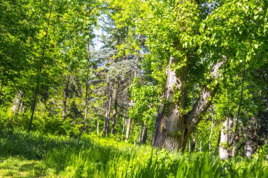 güneşli yeşil park orman