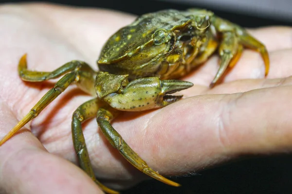 Grön Krabba Hand Natur — Stockfoto