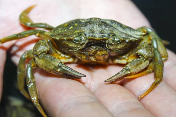 green crab in hand nature