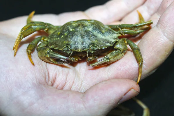 绿色螃蟹在手的性质 — 图库照片