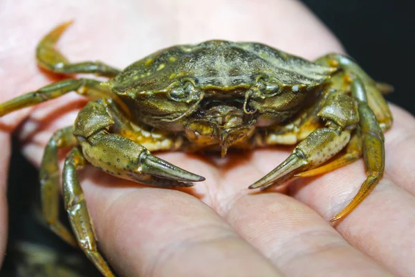 Grön Krabba Hand Natur — Stockfoto