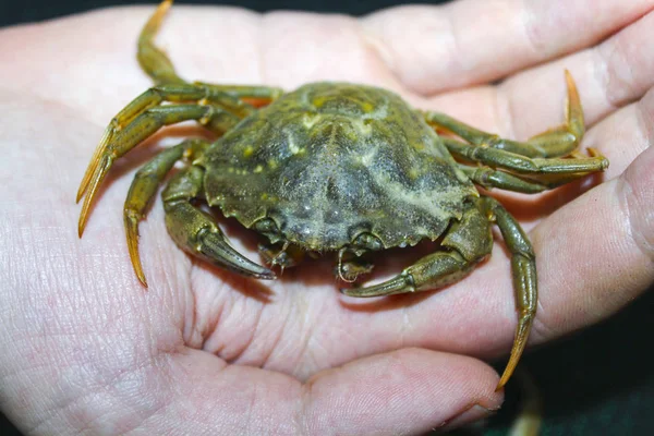 Grön Krabba Hand Natur — Stockfoto