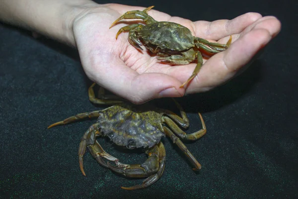 Grön Krabba Hand Natur — Stockfoto