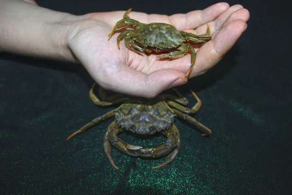 green crab in hand nature