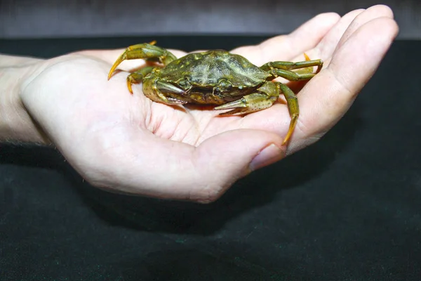 green crab in hand nature