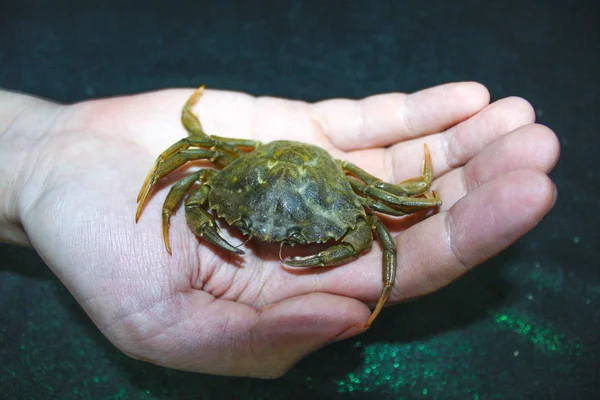 Green Crab Hand Nature — Stock Photo, Image