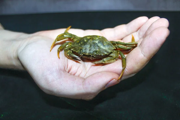 green crab in hand nature