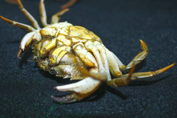 Shell Kepiting Hijau Terbalik — Stok Foto