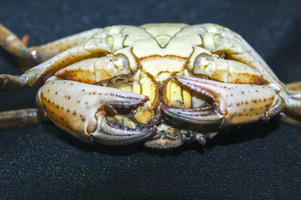 Inverted Green Crab Shell — Stock Photo, Image