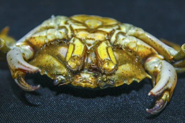 Cangrejo Verde Invertido — Foto de Stock