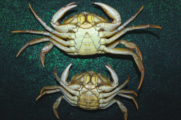 yeşil yengeç kabuk ters