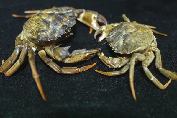 Grand Crabe Mer Vert — Photo