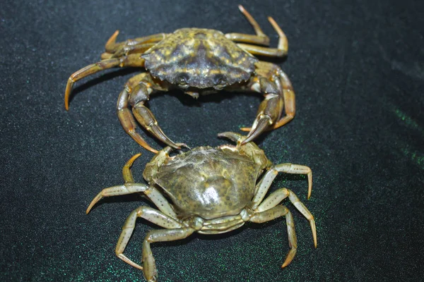Big Green Sea Crab — Stock Photo, Image