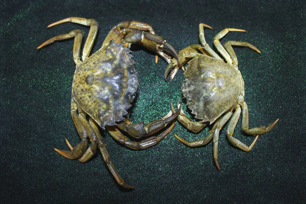 büyük yeşil deniz yengeç