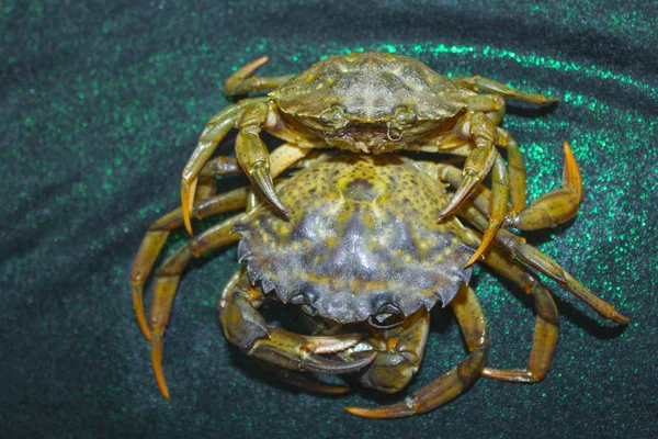 büyük yeşil deniz yengeç