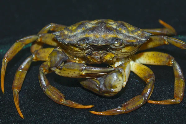 Big Green Sea Crab — Stock Photo, Image