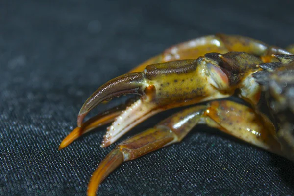 big green sea crab