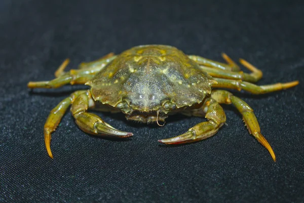 Big Green Sea Crab — Stock Photo, Image