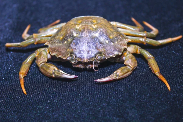 büyük yeşil deniz yengeç