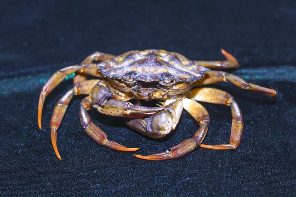 Big Green Sea Crab — Stock Photo, Image