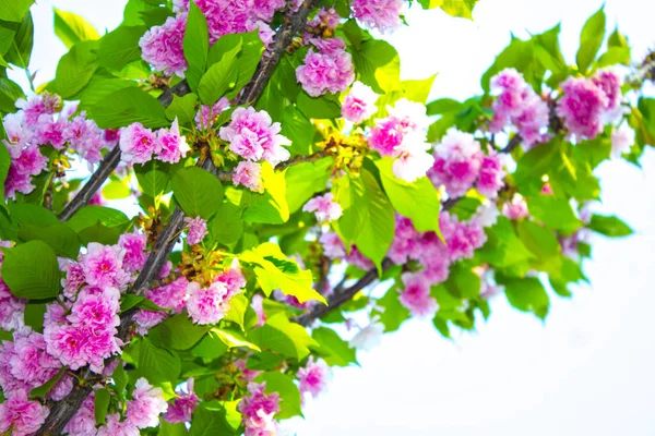 Sakura Blommor Gren Blossom Träd — Stockfoto