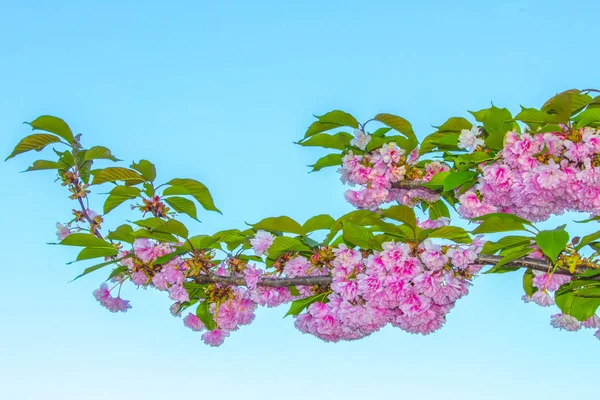 Sakura Kwiaty Gałąź Kwiat Drzewo — Zdjęcie stockowe