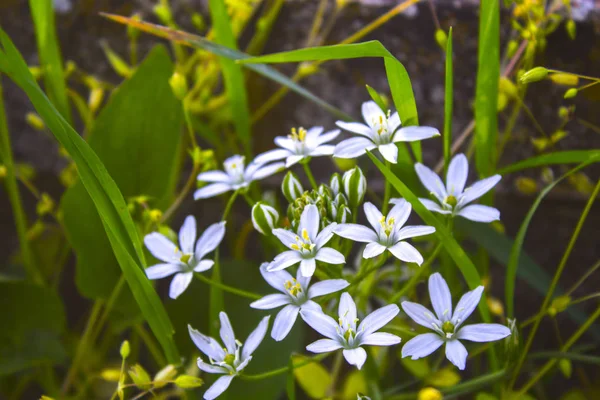 Schneeglöckchen Frühling Blumen Pflanze — Stockfoto
