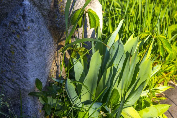 Бутон Ирисы Зеленые Кустарниковые Цветы — стоковое фото