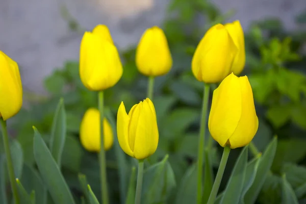 Roślina Kwiat Żółte Tulipany — Zdjęcie stockowe