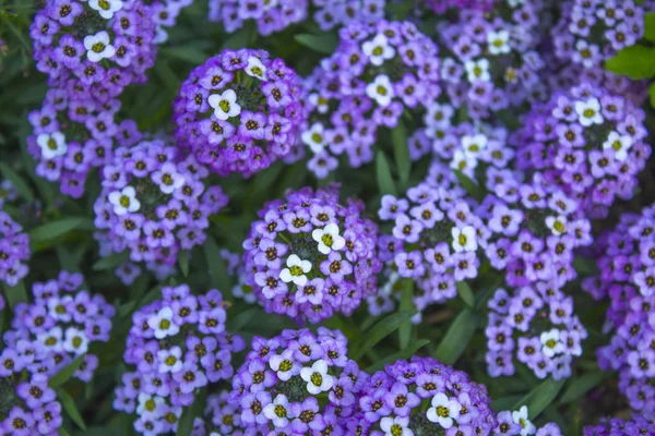 Mor çiçek bitki arka plan