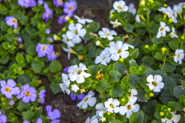 Flores Brancas Planta Jardinagem — Fotografia de Stock