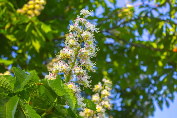 Chestnut Flower Blossom Branch — Stock Photo, Image