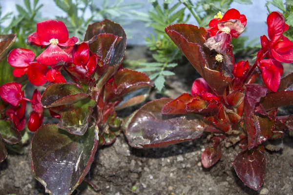 Piros Virágok Kerti Növény Talaj — Stock Fotó