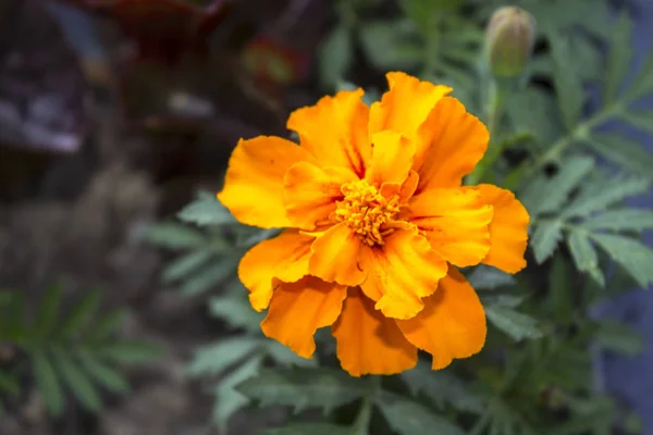 Fiore Arancio Margherita Pianta — Foto Stock