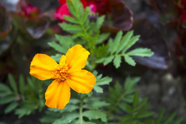 Orange Flower Daisy Plant — Stock Photo, Image