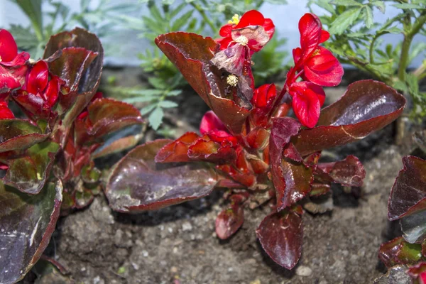 Piros Virágok Kerti Növény Talaj — Stock Fotó