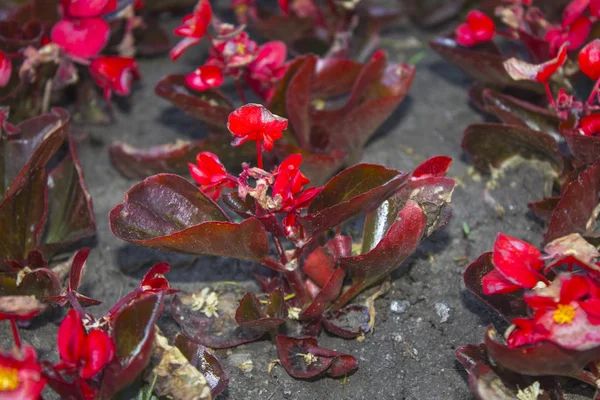 red flowers garden plant ground